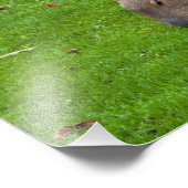 Amazing Animal Capybara Foto Afdruk (Hoek)