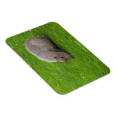 Amazing Animal Capybara Magneet (Rechterzijde)