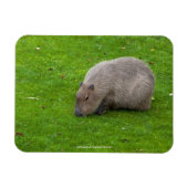 Amazing Animal Capybara Magneet (Horizontaal)