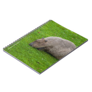Amazing Animal Capybara Notitieboek