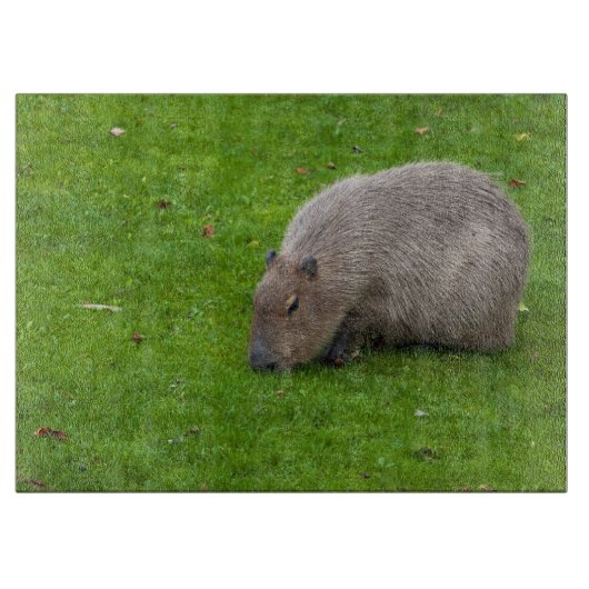 Amazing Animal Capybara Snijplank (Voorkant)