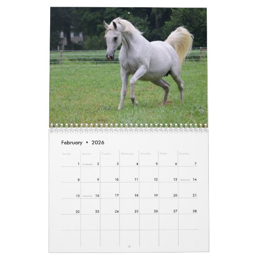 Amazing Arabians - een kalender van 2019 (Feb 2026)
