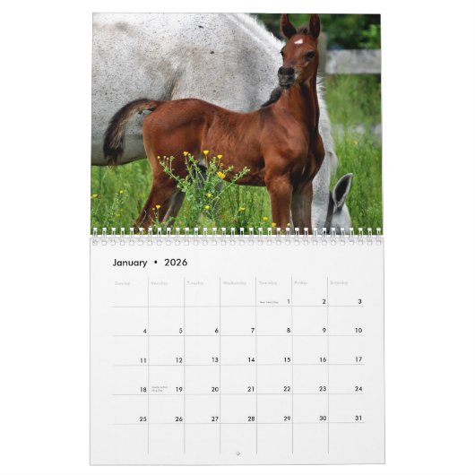 Amazing Arabians - een kalender van 2019 (Jan 2026)