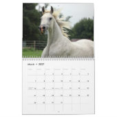 Amazing Arabians - een kalender van 2019 (Mar 2027)