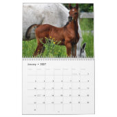 Amazing Arabians - een kalender van 2019 (Jan 2027)