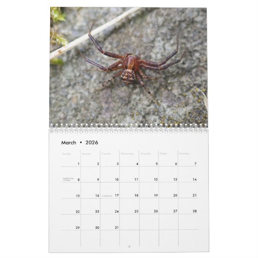 Amazing Arachnids Spider Calendar Kalender (Mar 2026)