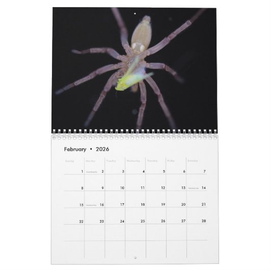 Amazing Arachnids Spider Calendar Kalender (Feb 2026)