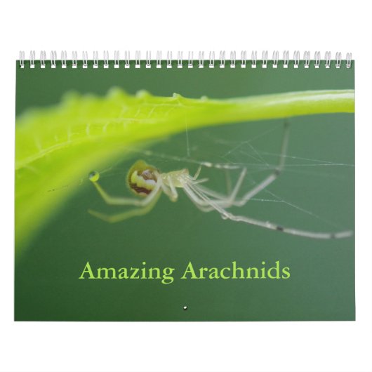 Amazing Arachnids Spider Calendar Kalender (Hoes)
