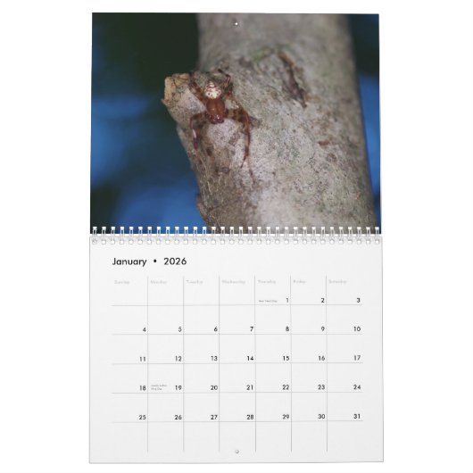 Amazing Arachnids Spider Calendar Kalender (Jan 2026)