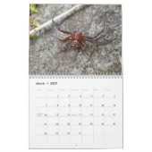 Amazing Arachnids Spider Calendar Kalender (Mar 2027)