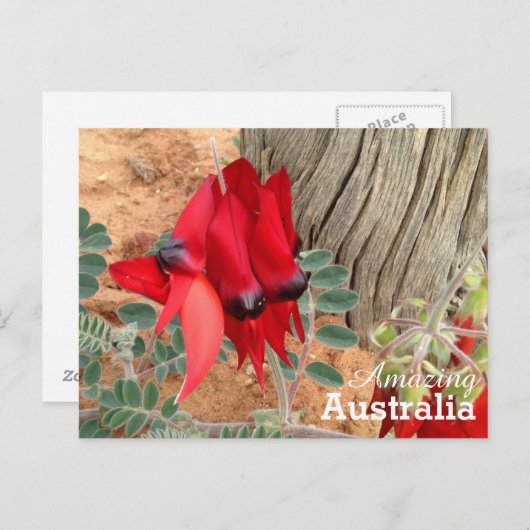 Amazing Australia briefkaart (Voorkant / Achterkant)