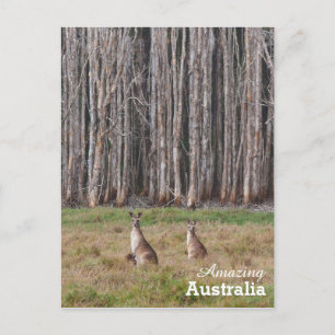 Amazing Australia briefkaart
