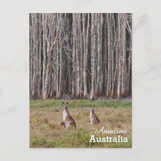 Amazing Australia briefkaart (Voorkant)