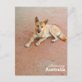 Amazing Australia briefkaart