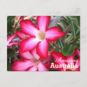 Amazing Australia briefkaart