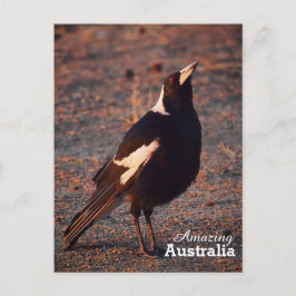 Amazing Australia briefkaart