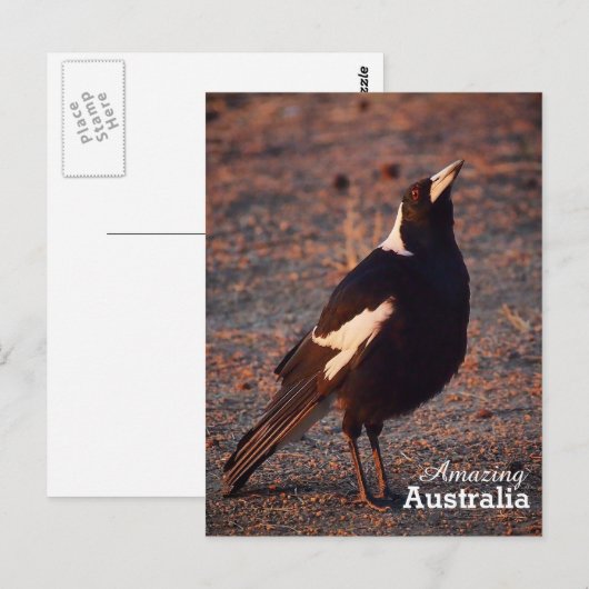 Amazing Australia briefkaart (Voorkant / Achterkant)