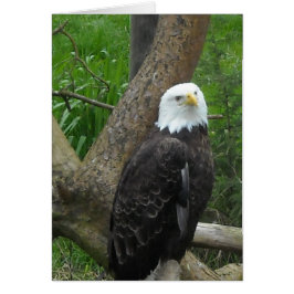 Amazing Bald Eagle