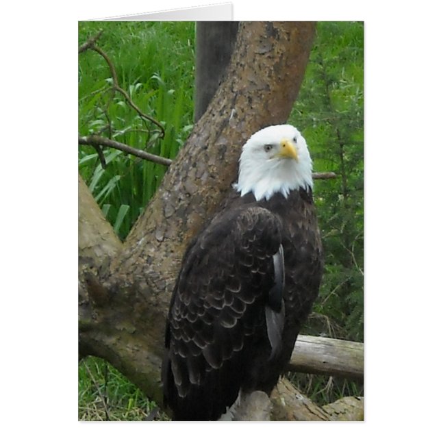 Amazing Bald Eagle (Voorkant)
