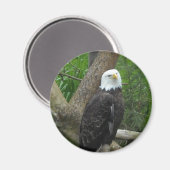 Amazing Bald Eagle Magneet (Voorkant / Achterkant)