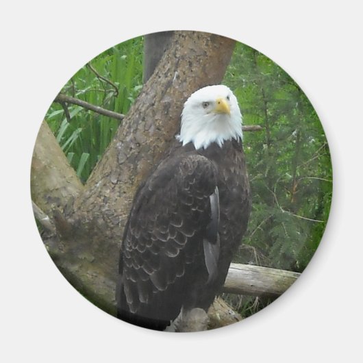 Amazing Bald Eagle Magneet (Voorkant)