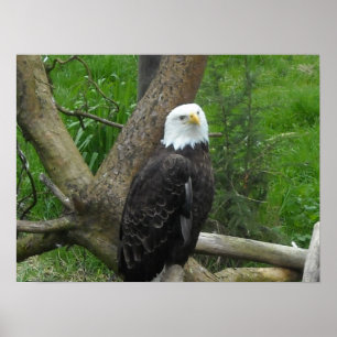 Amazing Bald Eagle Poster