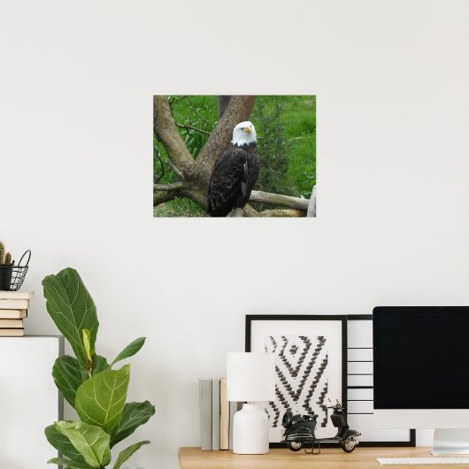 Amazing Bald Eagle Poster (Thuiskantoor)