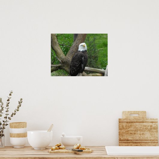 Amazing Bald Eagle Poster (Keuken)