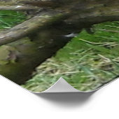 Amazing Bald Eagle Poster (Hoek)