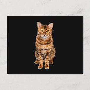 Amazing Bengal Kitten Briefkaart