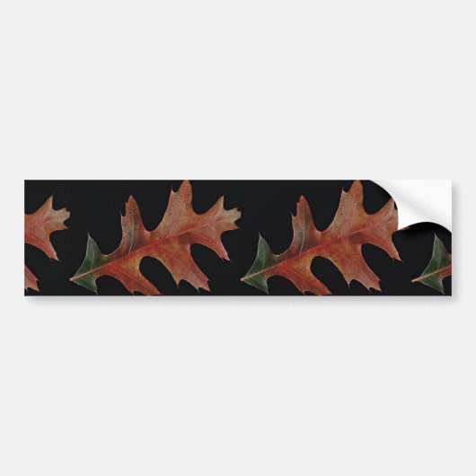 Amazing Black oak leaf Bumpersticker (Voorkant)