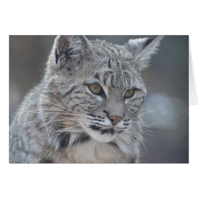 Amazing Bobcat (Voorkant Horizontaal)