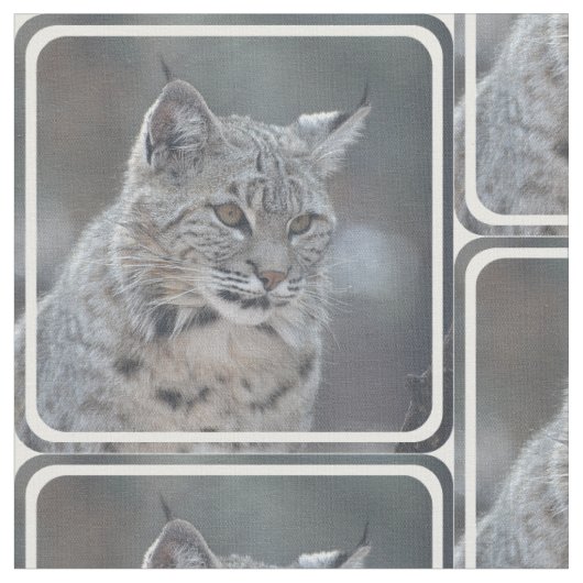 Amazing Bobcat Stof (Close Up)