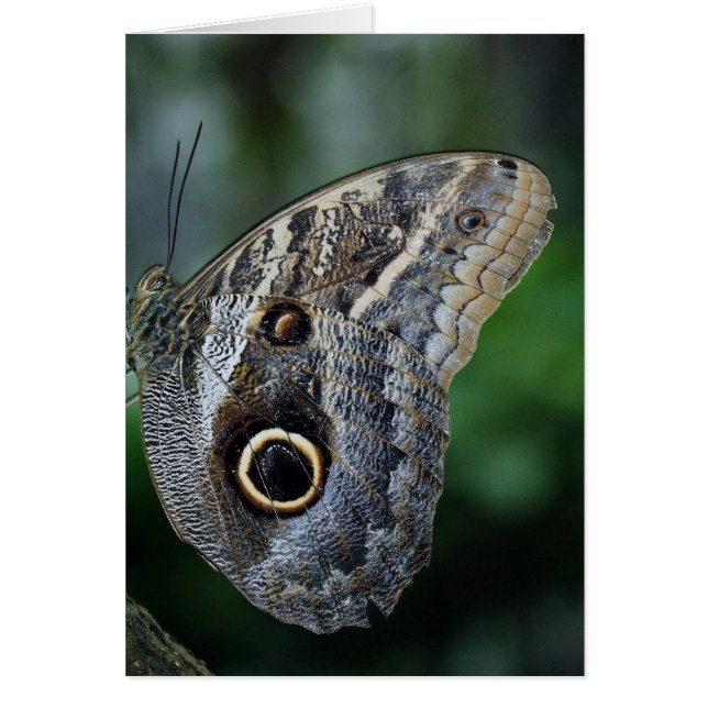 Amazing Caligo Eurilochus Butterfly (Voorkant)