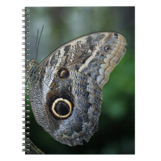 Amazing Caligo Eurilochus Butterfly Notitieboek