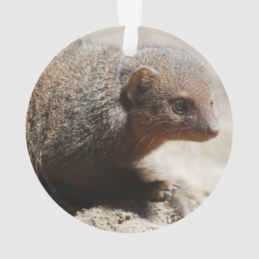 Amazing Dwarf Mongoose Ornament (achterkant)