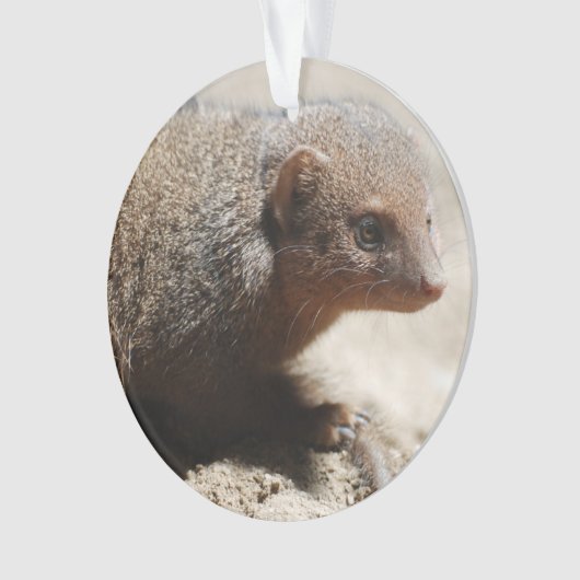 Amazing Dwarf Mongoose Ornament (voorkant)