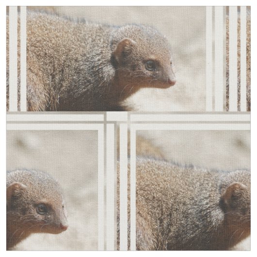 Amazing Dwarf Mongoose Stof (Close Up)