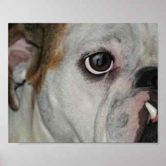 Amazing Grace Bulldog Cross Poster
