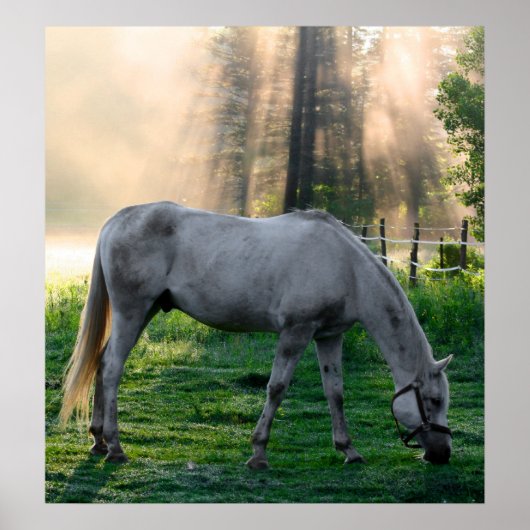 Amazing Graze Poster (Voorkant)