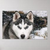 Amazing Husky Poster (Voorkant)