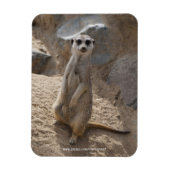 Amazing Meerkat Magneet (Verticaal)
