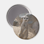Amazing Meerkat Magneet (Voorkant / Achterkant)
