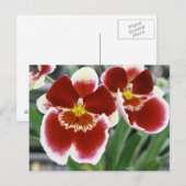 Amazing miltonia orchid briefkaart (Voorkant / Achterkant)