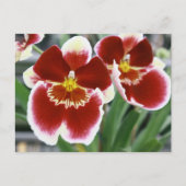 Amazing miltonia orchid briefkaart (Voorkant)