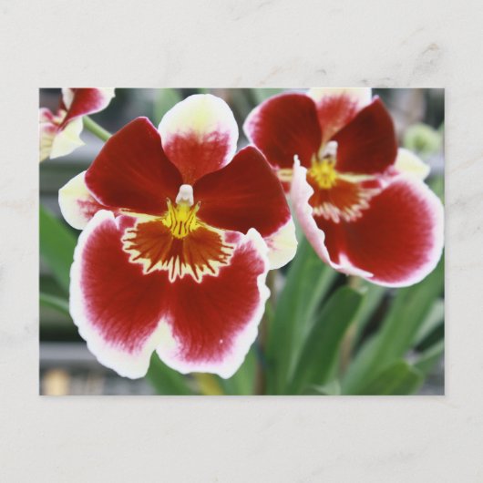 Amazing miltonia orchid briefkaart (Voorkant)