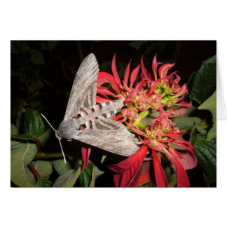 Amazing Moth-Afbeelding in Zambia