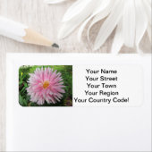 Amazing Pink Dahlia Flower Etiket (Insitu)