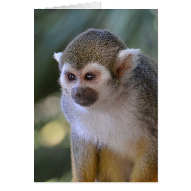 Amazing Squirrel Monkey (Voorkant)