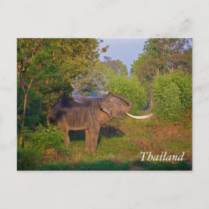Amazing Thailand Elephant Briefkaart